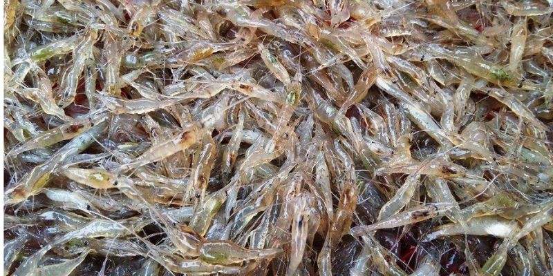 Cách chăm gà đá có lực: bổ sung mồi và chất tanh