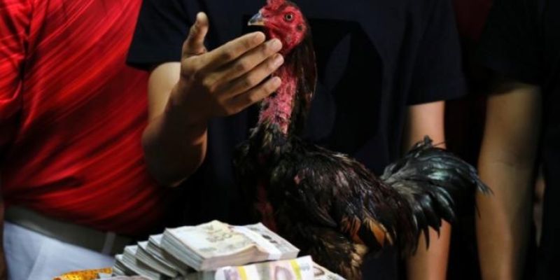 Cách nuôi gà chế độ đá: chăm sóc sau thi đấu