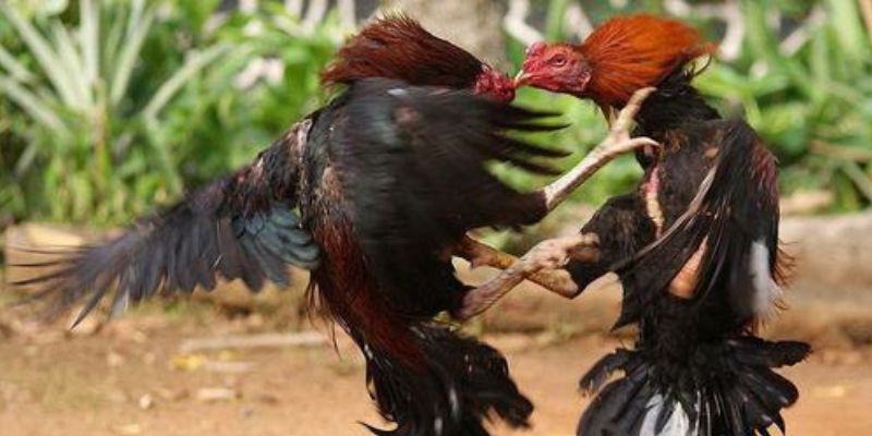 Cách nuôi gà chế độ đá gia tăng sức mạnh chiến kê