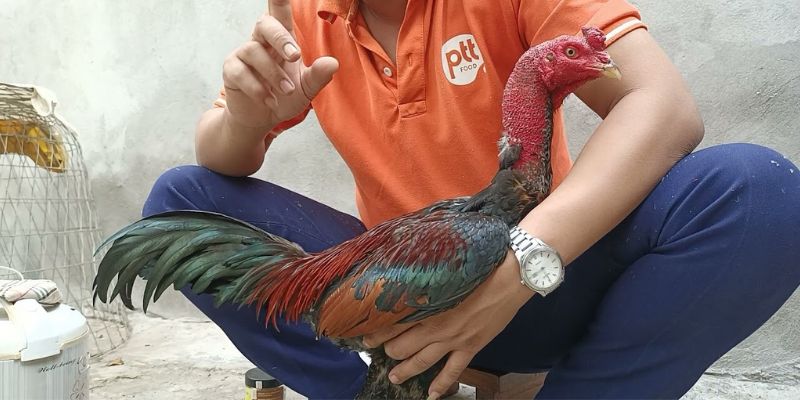 Cách chăm gà đá có lực: tập thể dục trong tuần