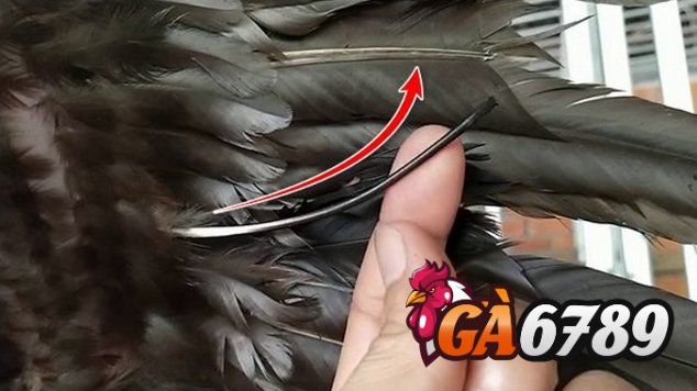 Gà lông thép có chất lượng như thế nào?