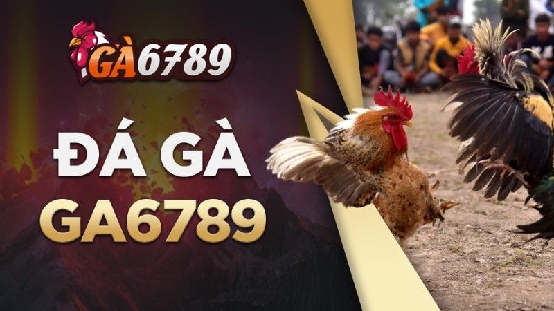 Đá Gà Bên Cam: Nét Văn Hóa Đặc Sắc