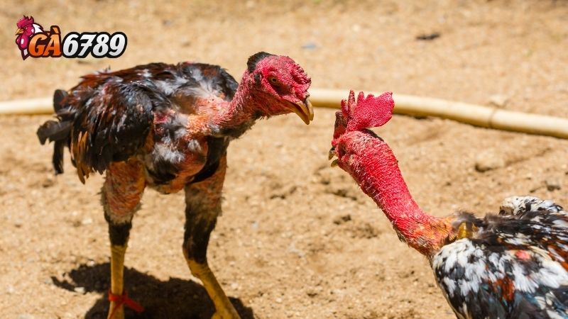 Kinh nghiệm Đá gà bên Cam Mọi Người Cần Chú Ý