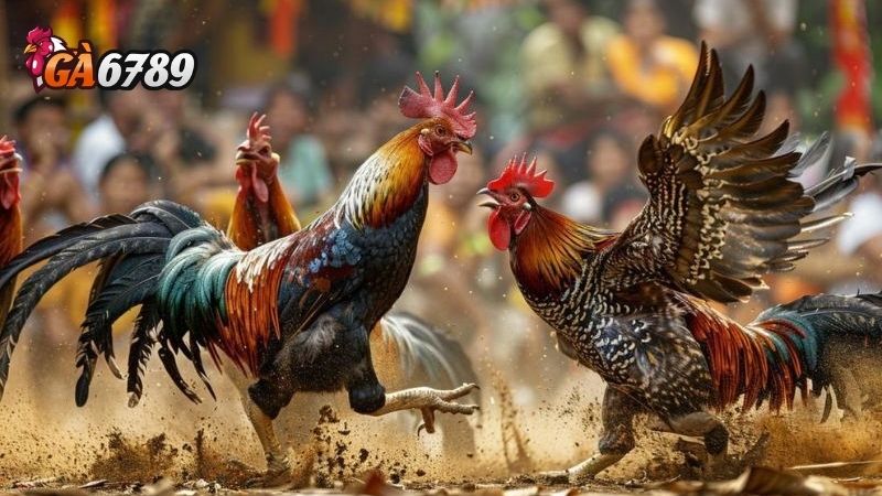 Đá Gà Tre Thomo: Niềm Đam Mê Bất Tận