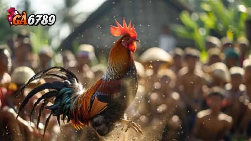 Đặc Điểm Các Giống Đá Gà Tre Thomo